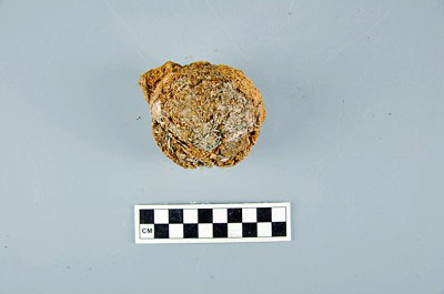 山东大学考古团队发现世界最早茶叶遗存