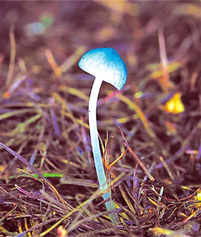 蓝灰小菇，来自宁夏六盘山的惊喜