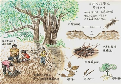     芮东莉手绘《自然笔记》插图。
