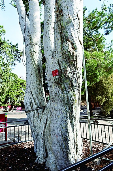 林徽因、宋步云笔下的北京城