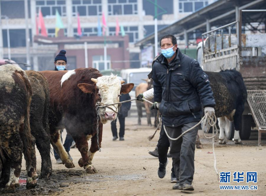 宁夏西吉：节前肉牛市场交易忙
