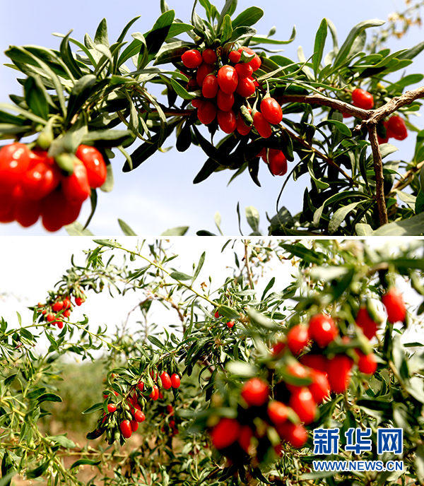 喜赞!中宁枸杞又红 主任,主播,庄主带货忙