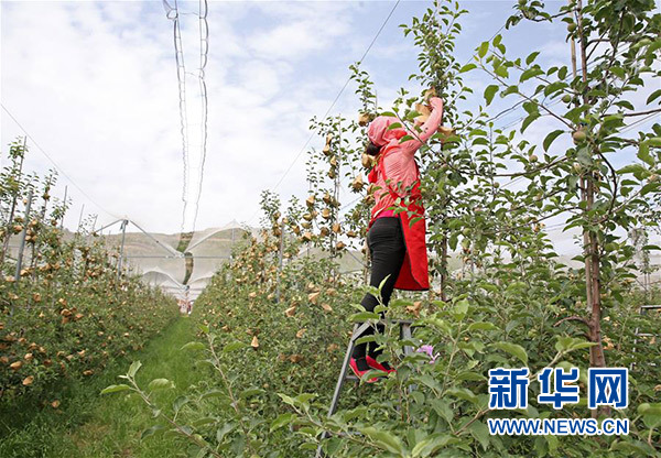 红河镇人口多少_红河道烟最贵多少一条(3)
