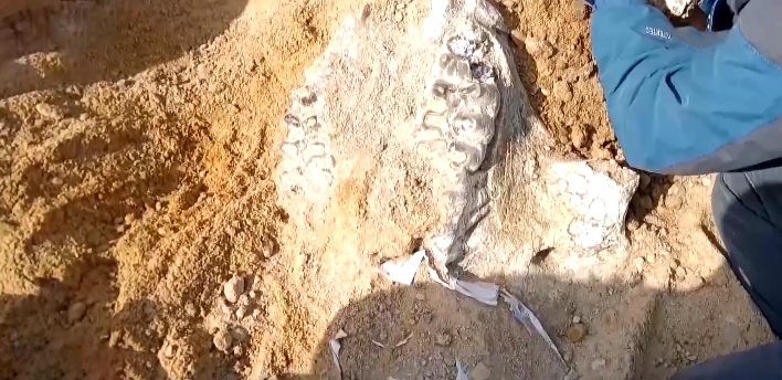 宁夏吴忠发现四棱齿象化石 距今约千万年