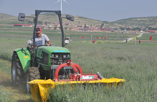宁夏海原:300多头肉牛一争高下当网红