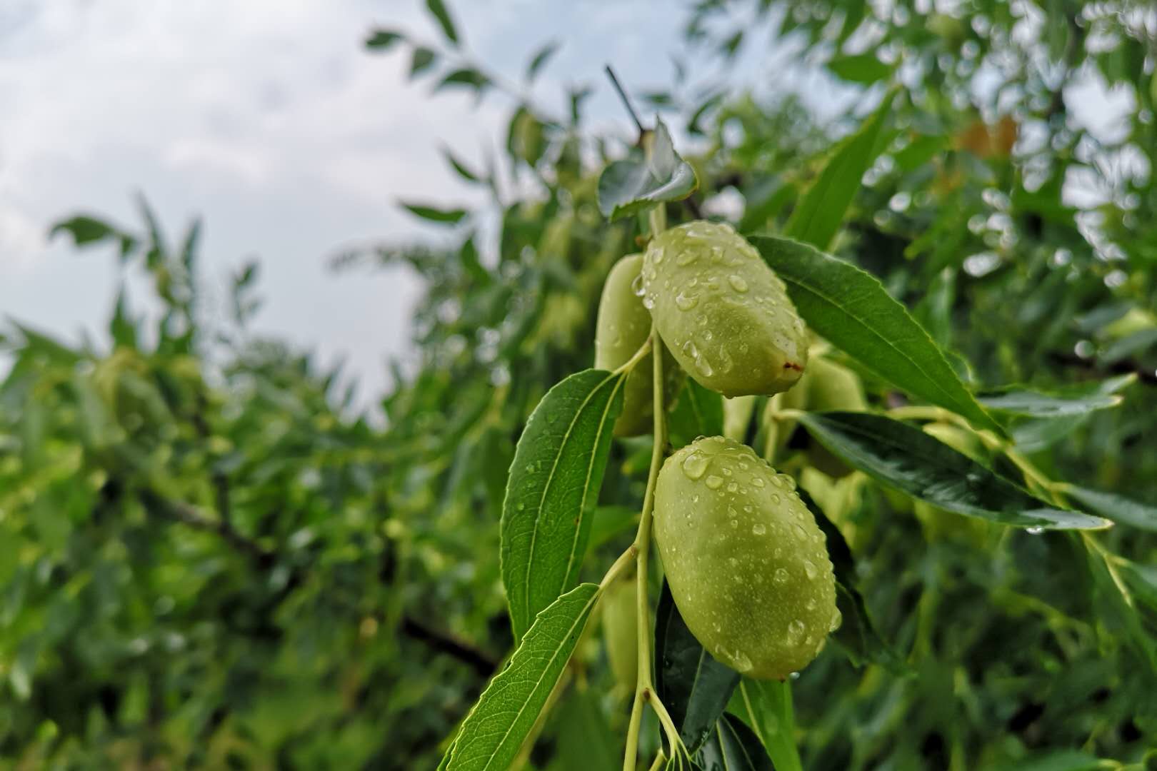 微信图片_20180815153214.jpg 微信图片_20180815153214.jpg