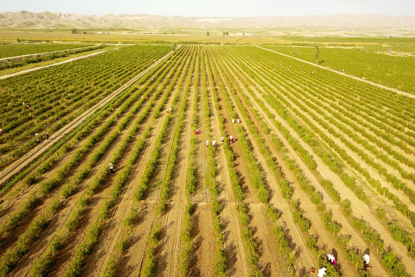 nEO_IMG_DJI_0383.jpg nEO_IMG_DJI_0383.jpg