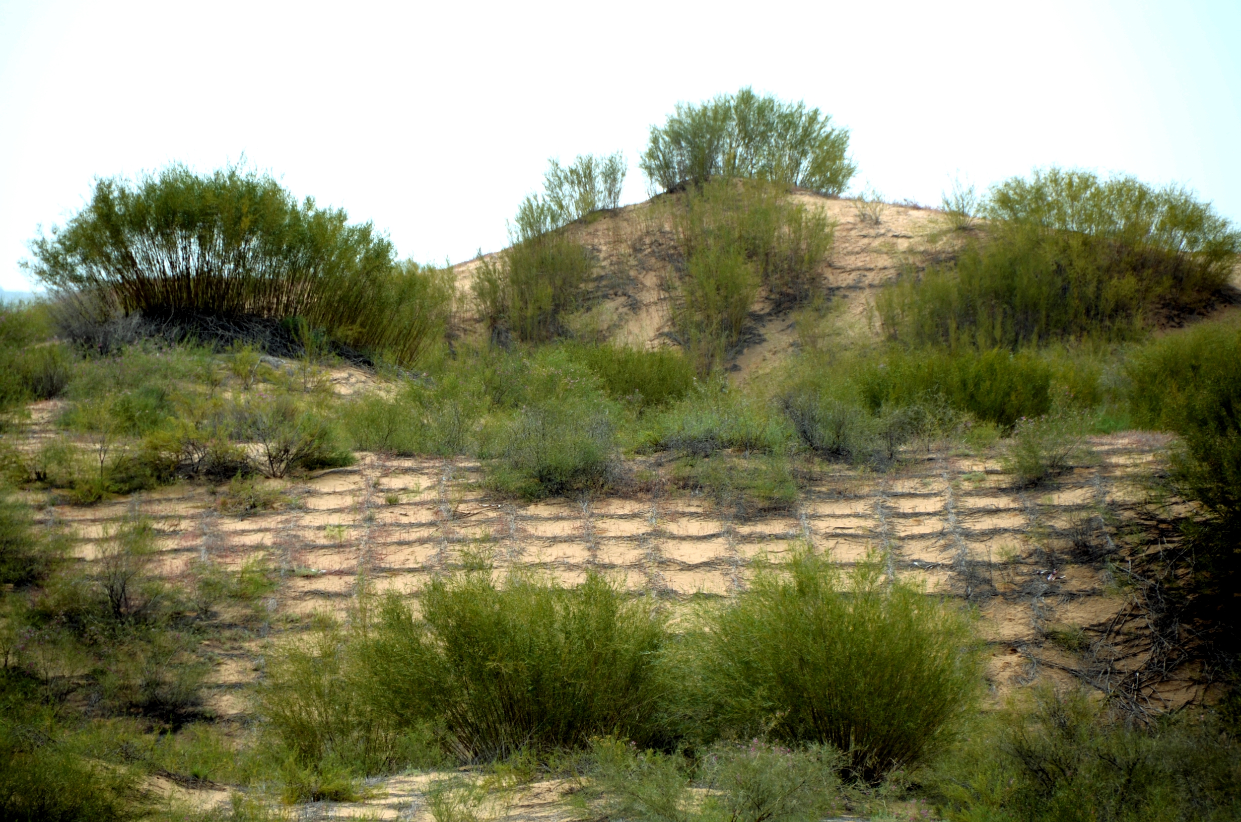 DSC_0325.JPG