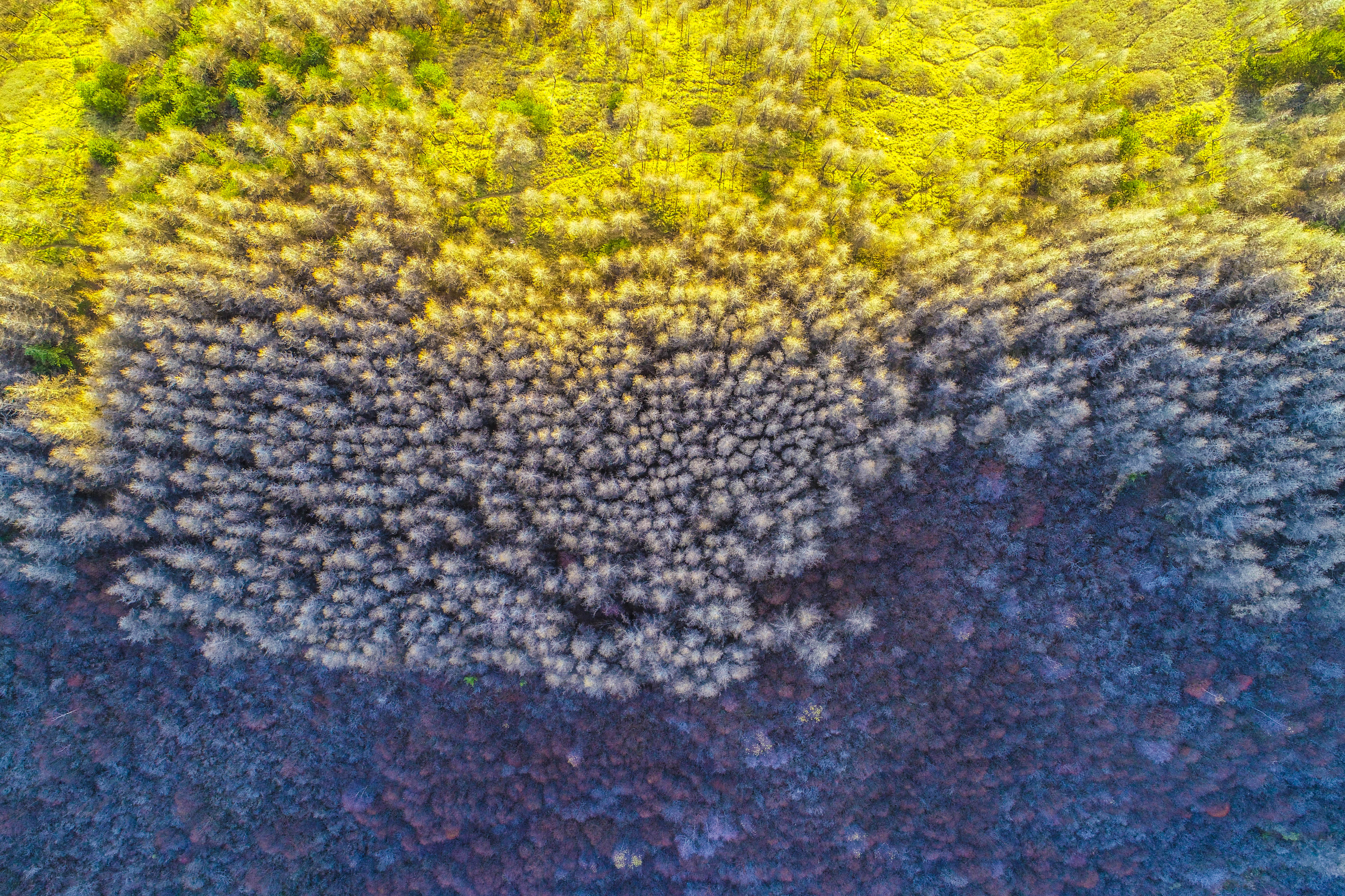 DJI_0598.jpg