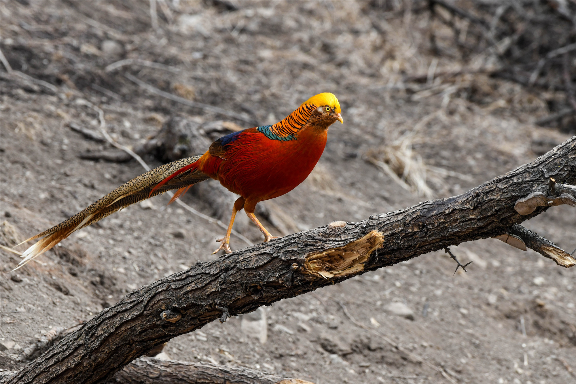 DSC_9984.jpg DSC_9984.jpg