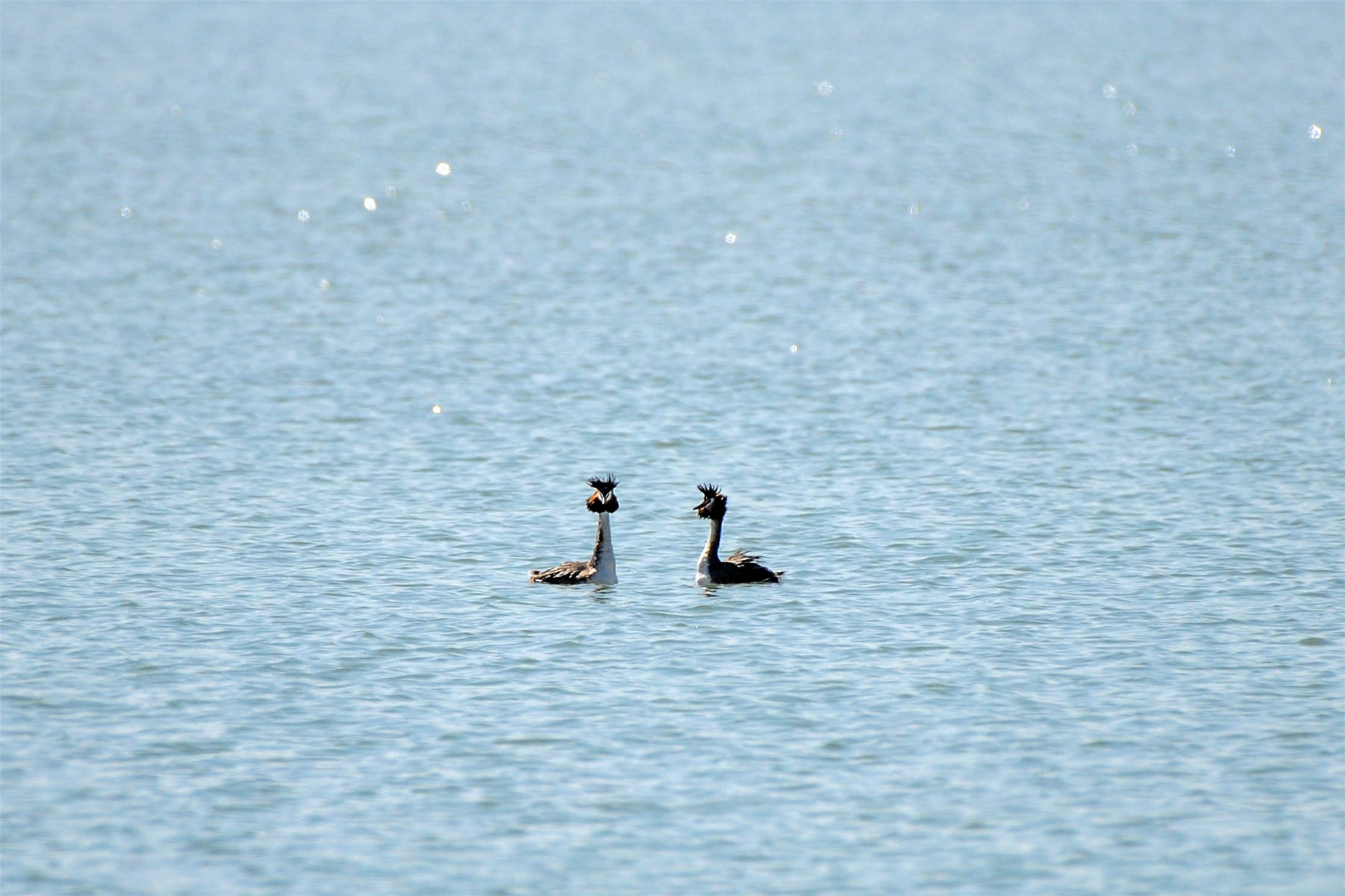 DSC_5947.jpg DSC_5947.jpg