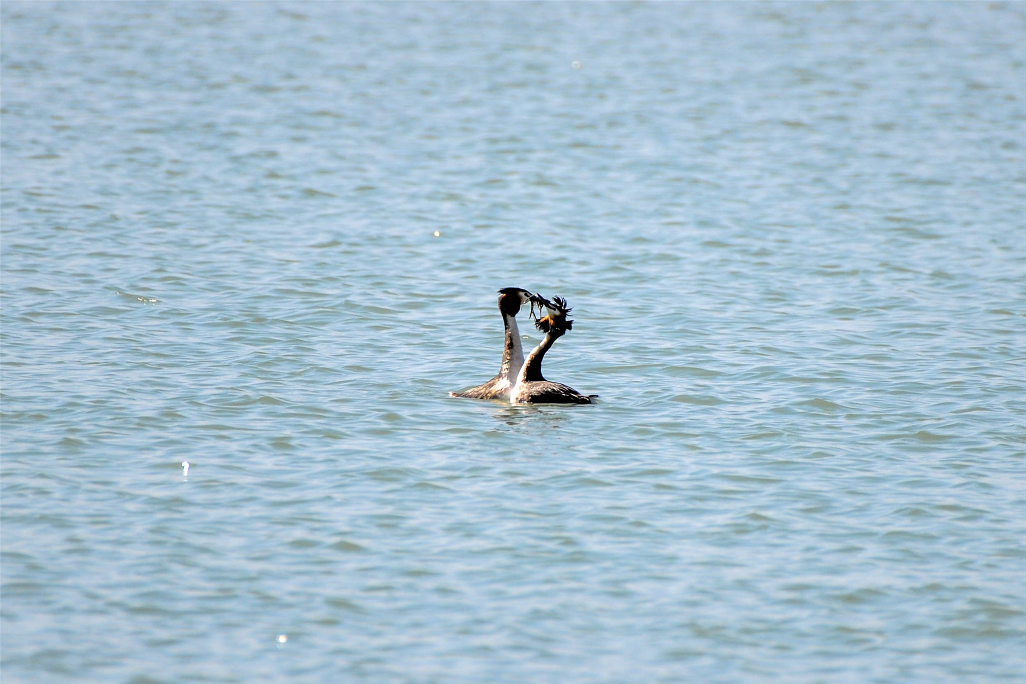 DSC_5972.jpg DSC_5972.jpg