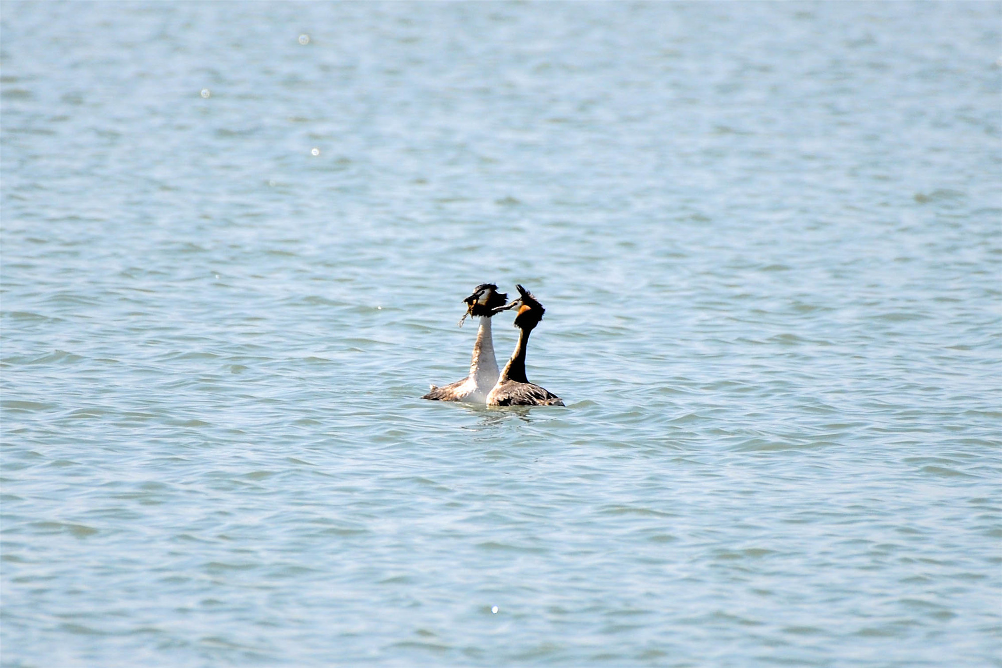DSC_5974.jpg DSC_5974.jpg