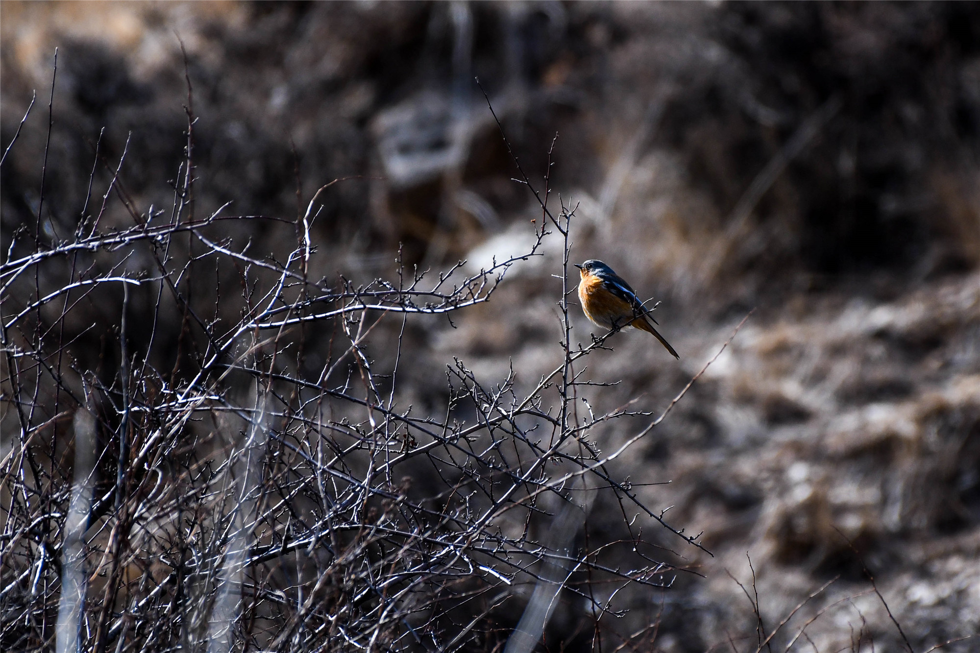 记者3月13日在贺兰山国家森林公园海拔2200米左右拍摄的贺兰山红尾鸲.jpg
