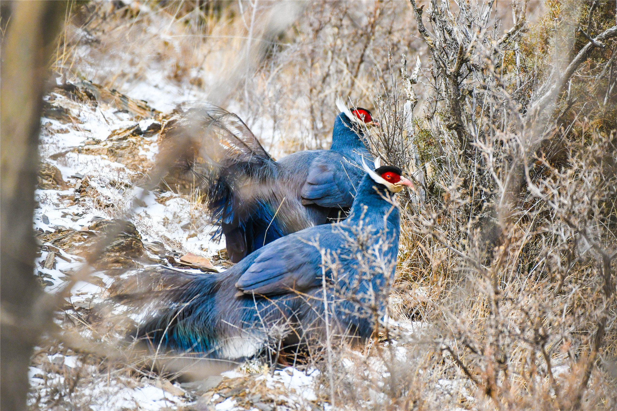 3月20日，第三次上山拍到的蓝马鸡照片。_副本.jpg