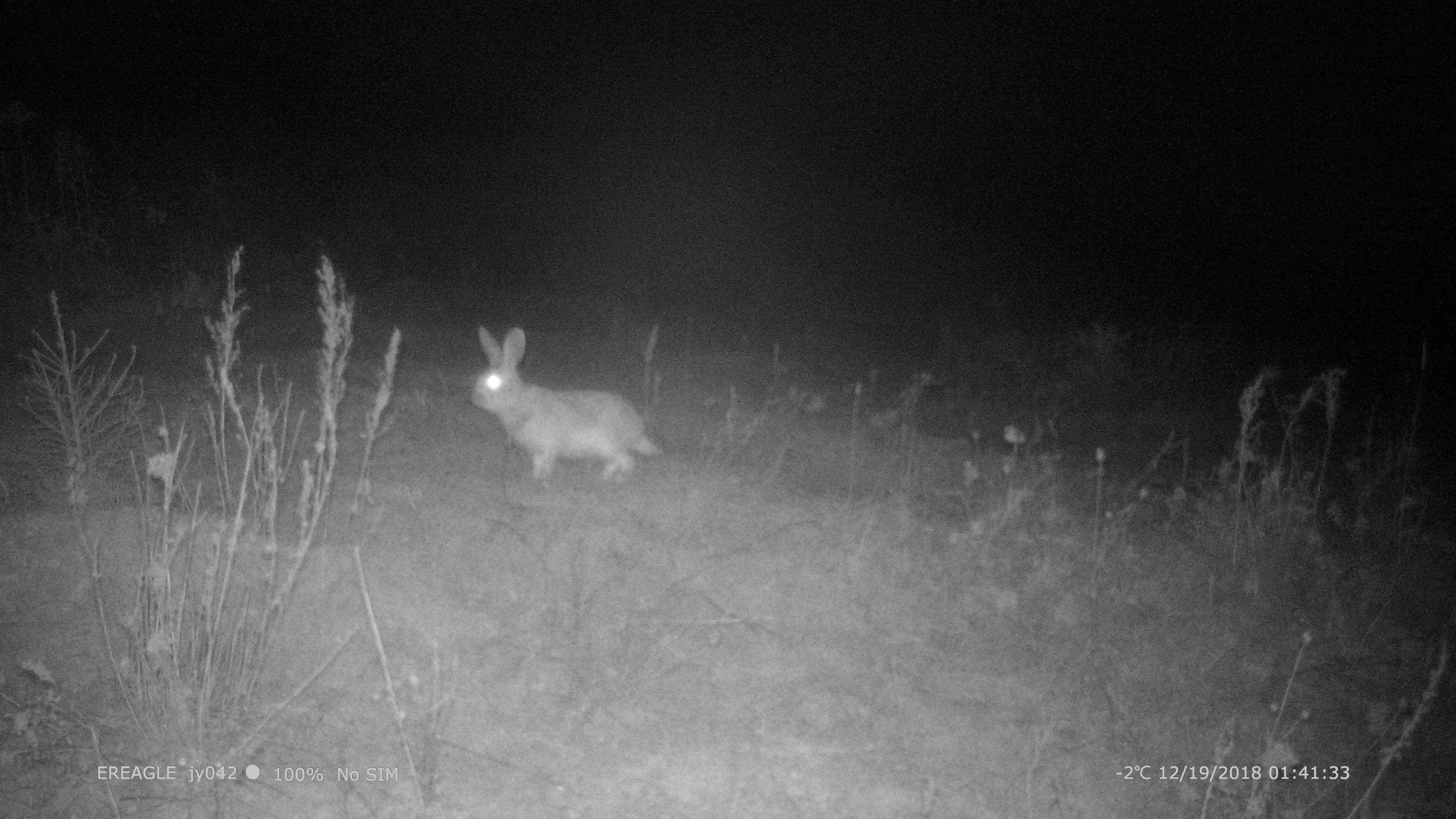14、第三组红外线摄像机拍到的野兔。.jpg