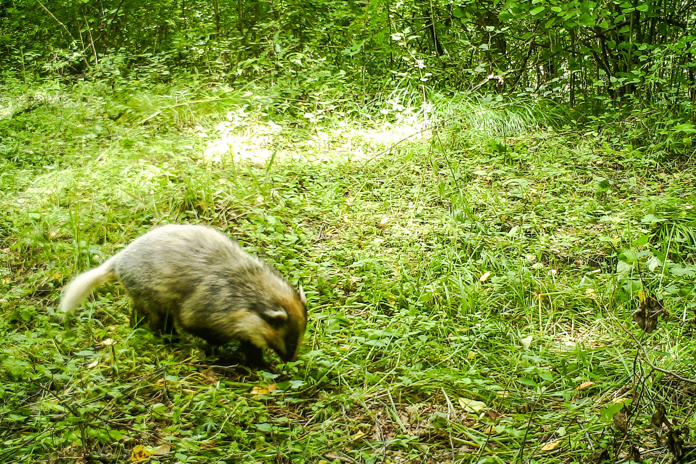 近几年六盘山林业局安置的红外线摄像机拍到的猪獾.jpg