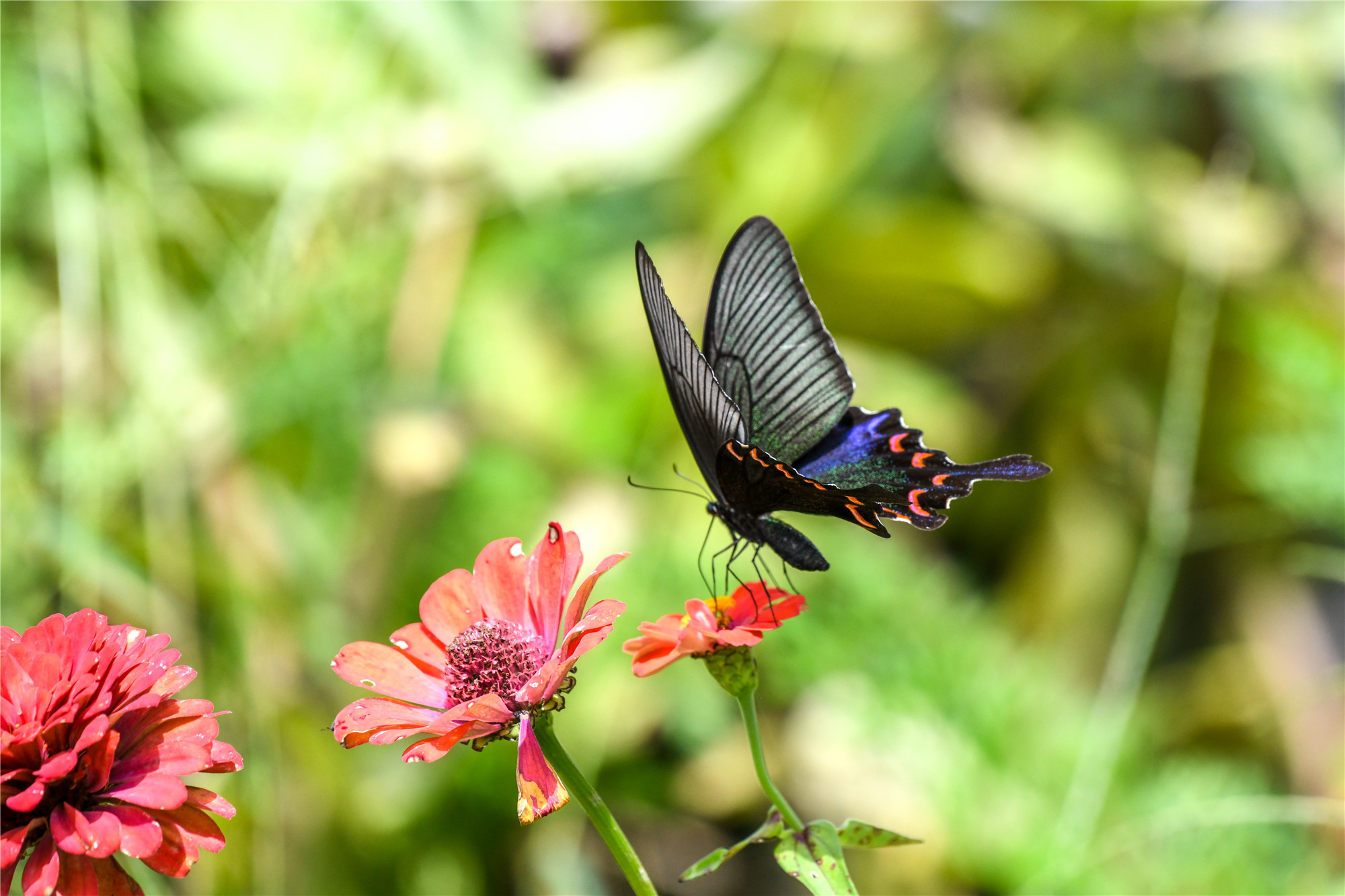 DSC_0167.jpg
