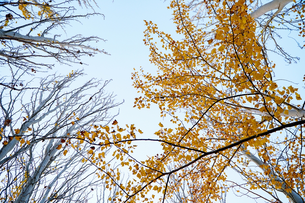 DSC01517-1.jpg