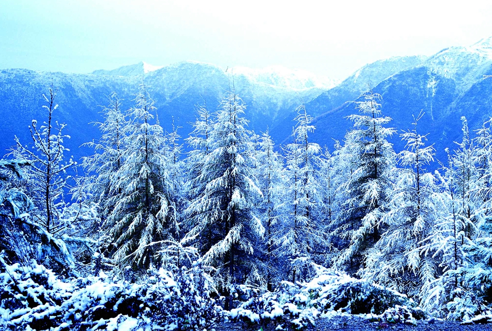 12月份---六盘山雪松.jpg