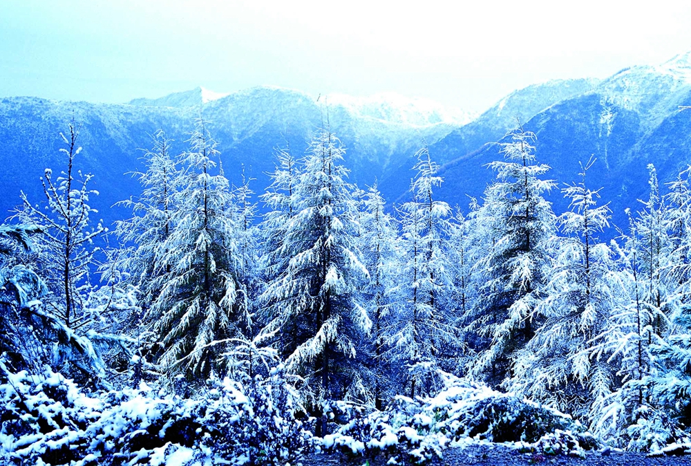 12月份---六盘山雪松.jpg