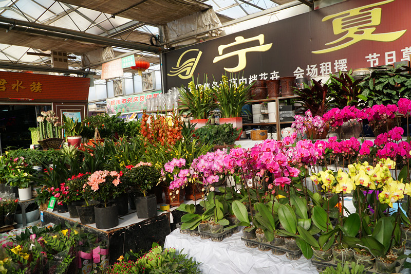 宁夏新闻网讯(记者 丁炜勇)临近新年,银川市各花卉市场逐渐升温,各类