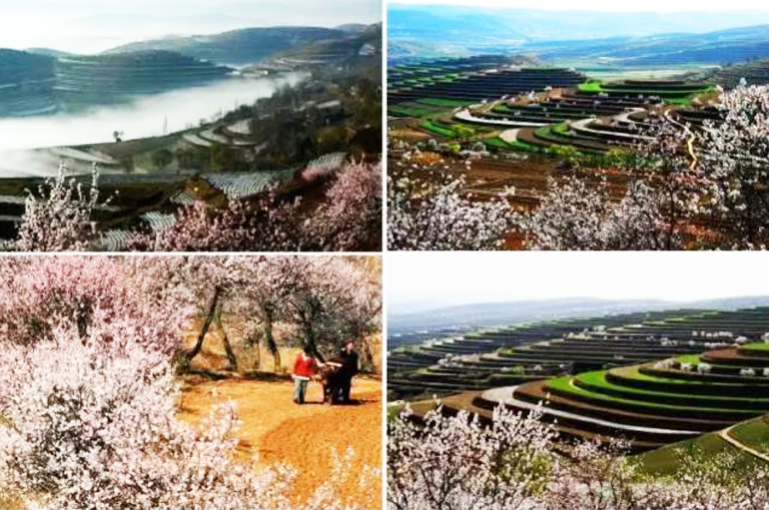 六盘山桃花 (2).png