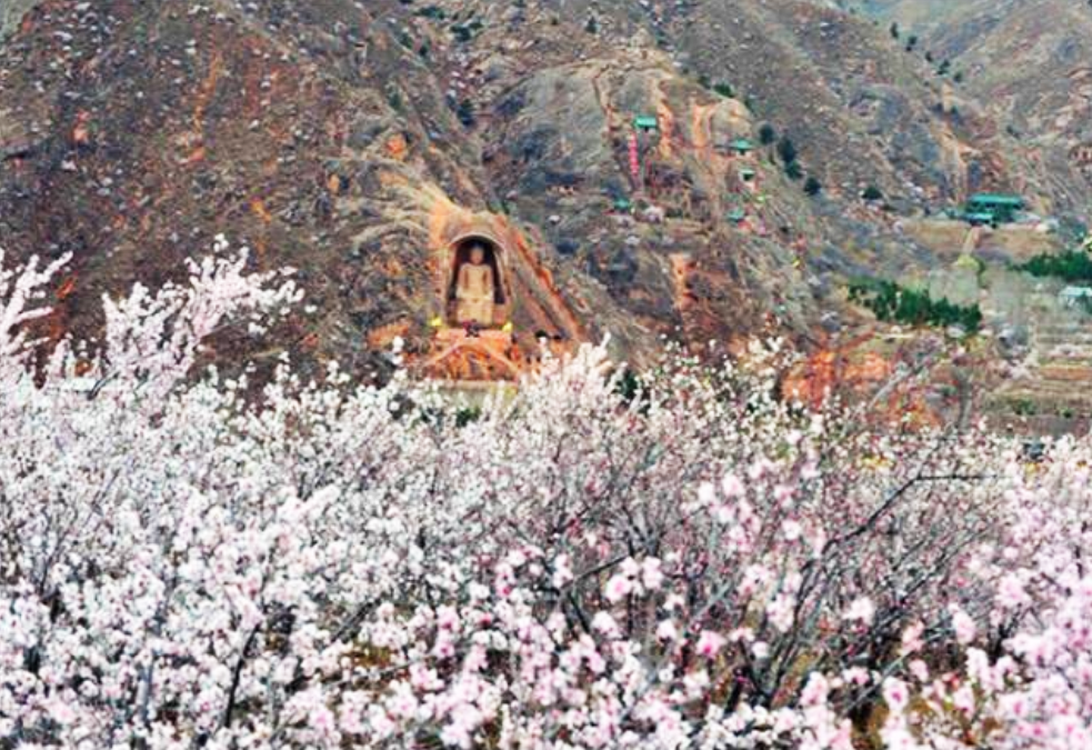 须弥山桃花 (1).png