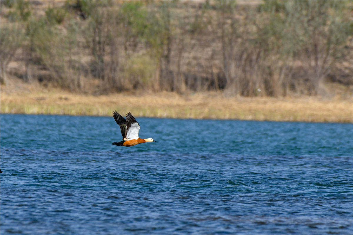DSC_0362.jpg