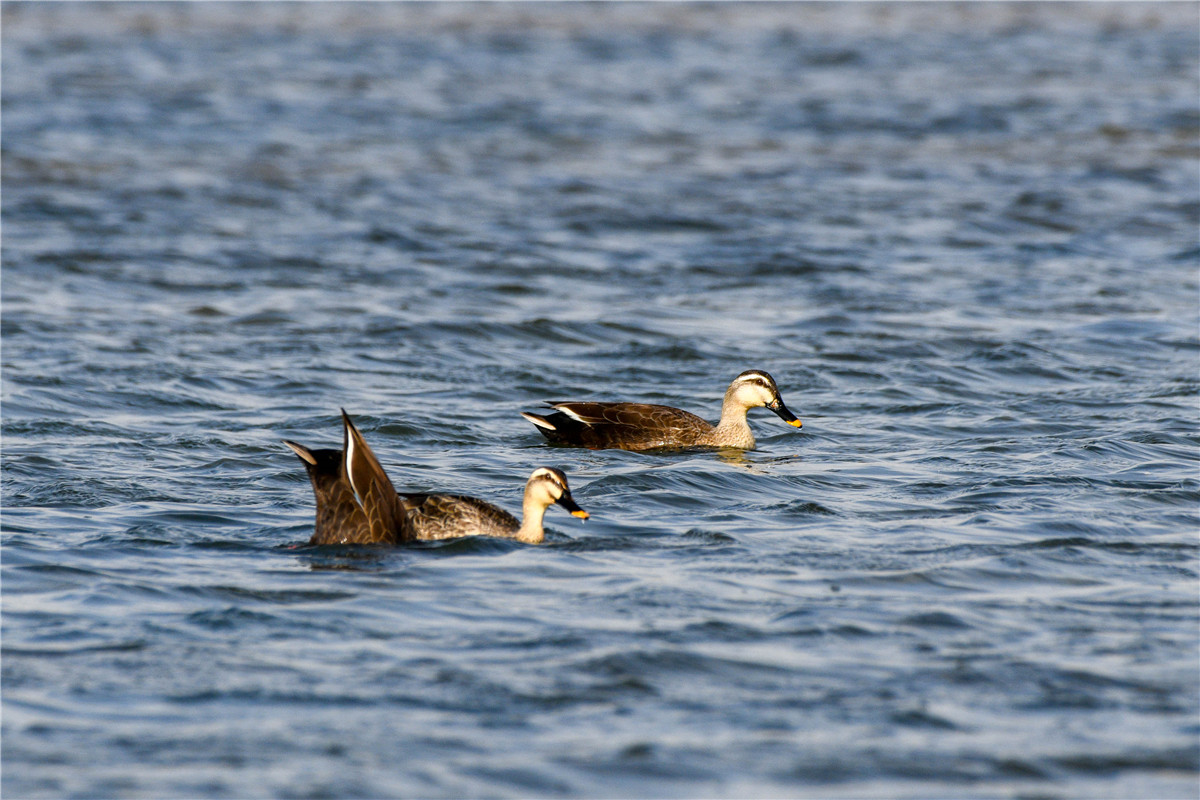 DSC_0432.jpg