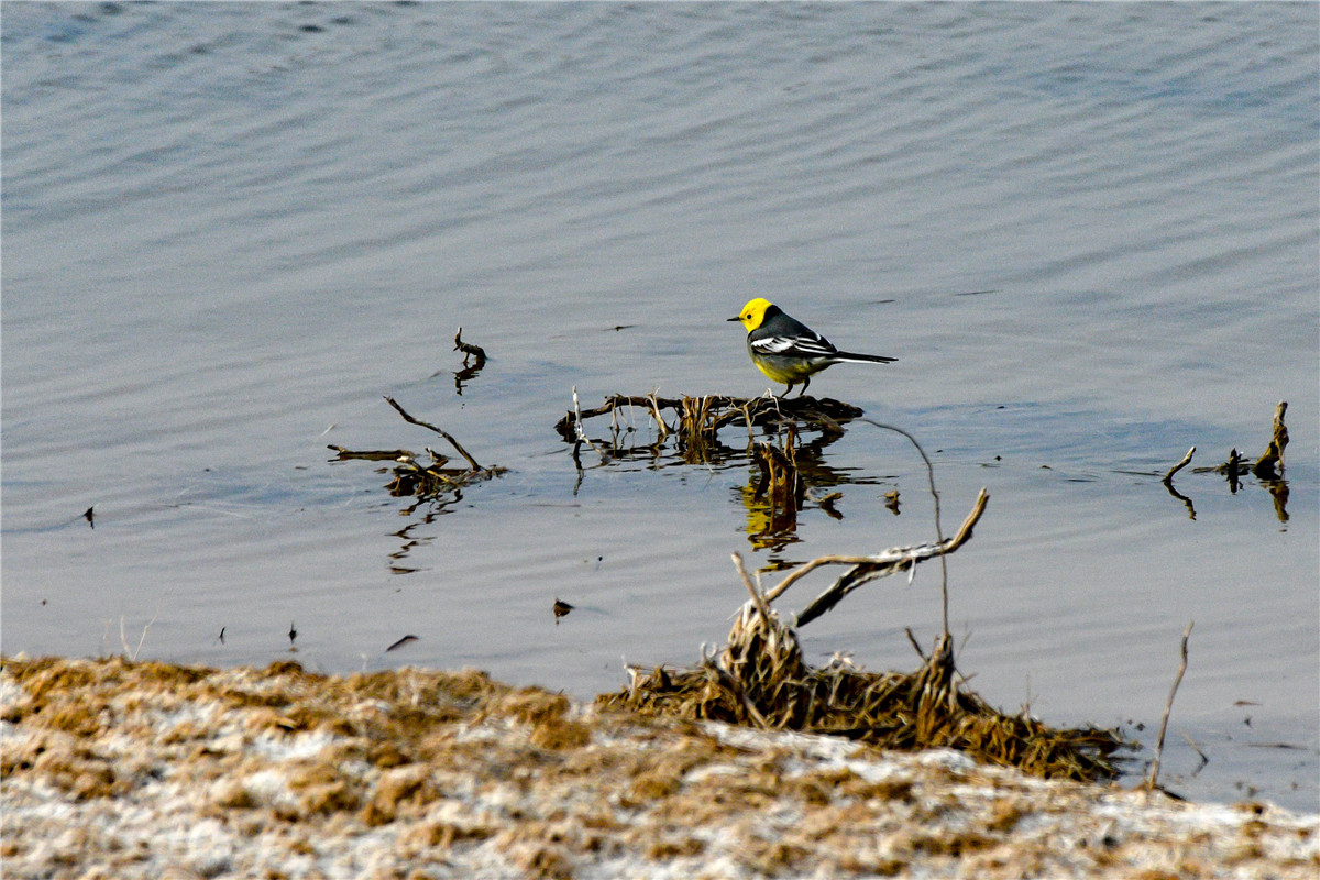 DSC_2916.jpg