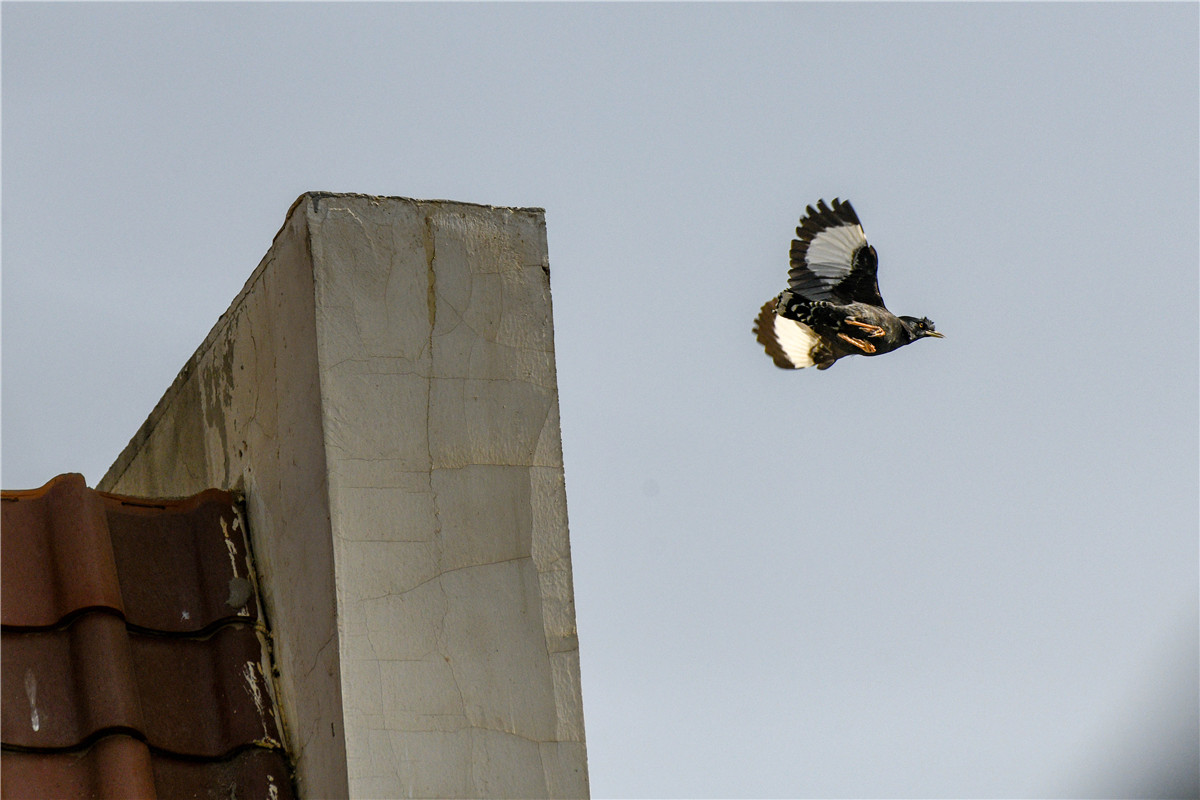DSC_6435.jpg