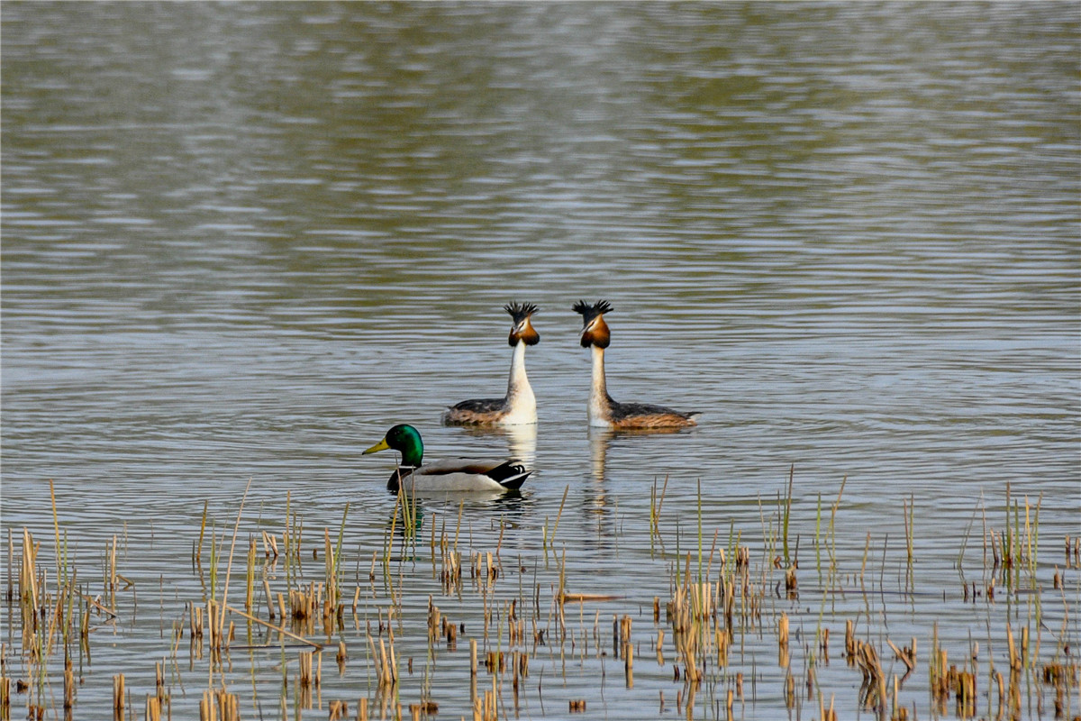DSC_6580.jpg