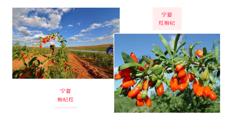 中宁枸杞2.png