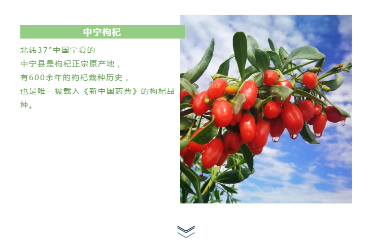 中宁枸杞4.png