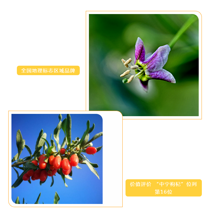 中宁枸杞5.png