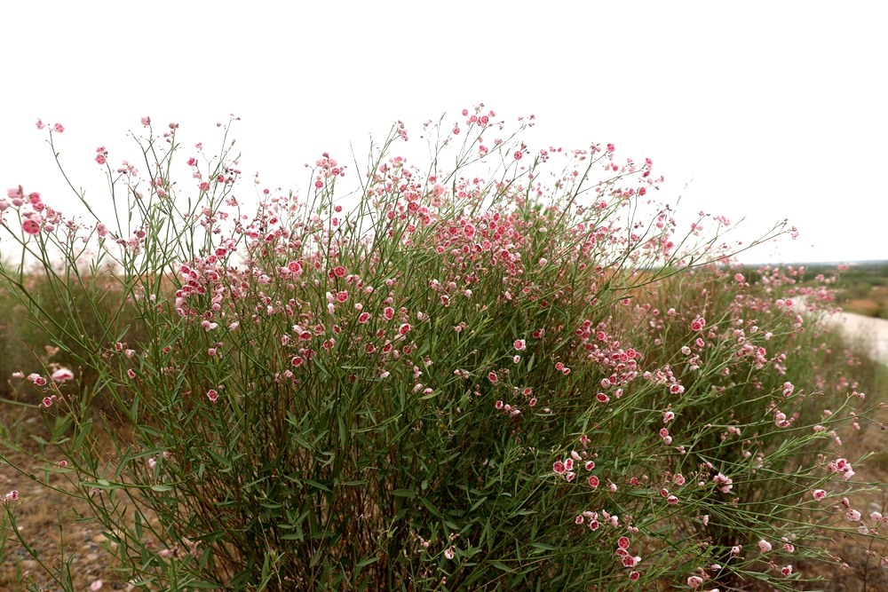 白麻（Apocynum pictum） (3).jpg