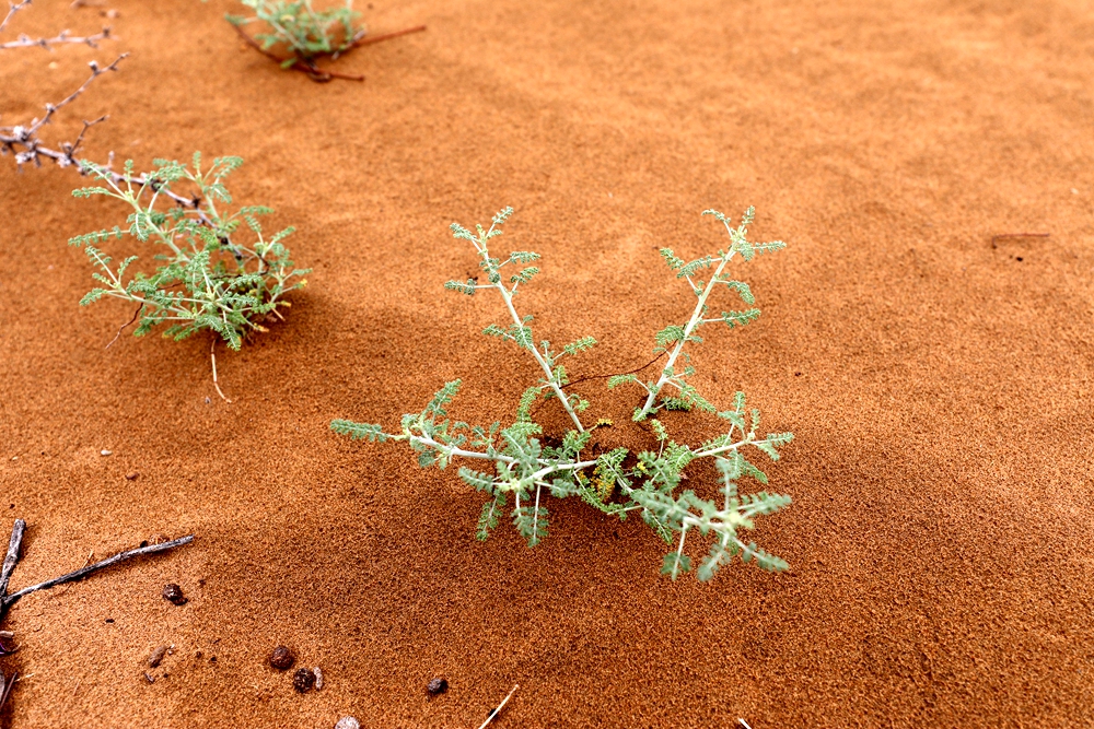 白莎蒿（Artemisia blepharolepis）.jpg