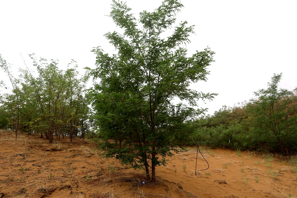 刺槐（Robinia pseudoacacia）.jpg