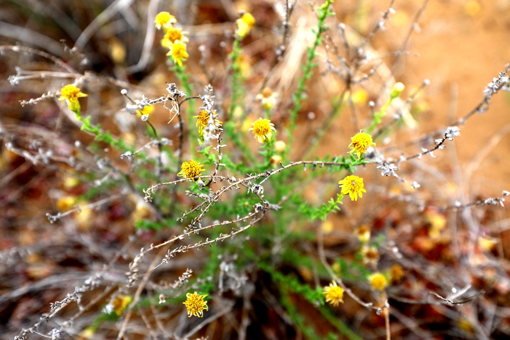 蓼子朴（Inula salsoloides） (2).jpg