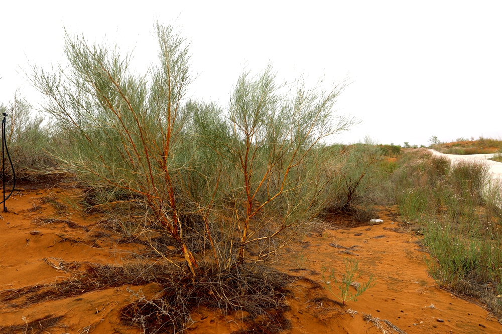 蒙古岩黄耆（Hedysarum fruticosum var. mongolicum） (4).jpg