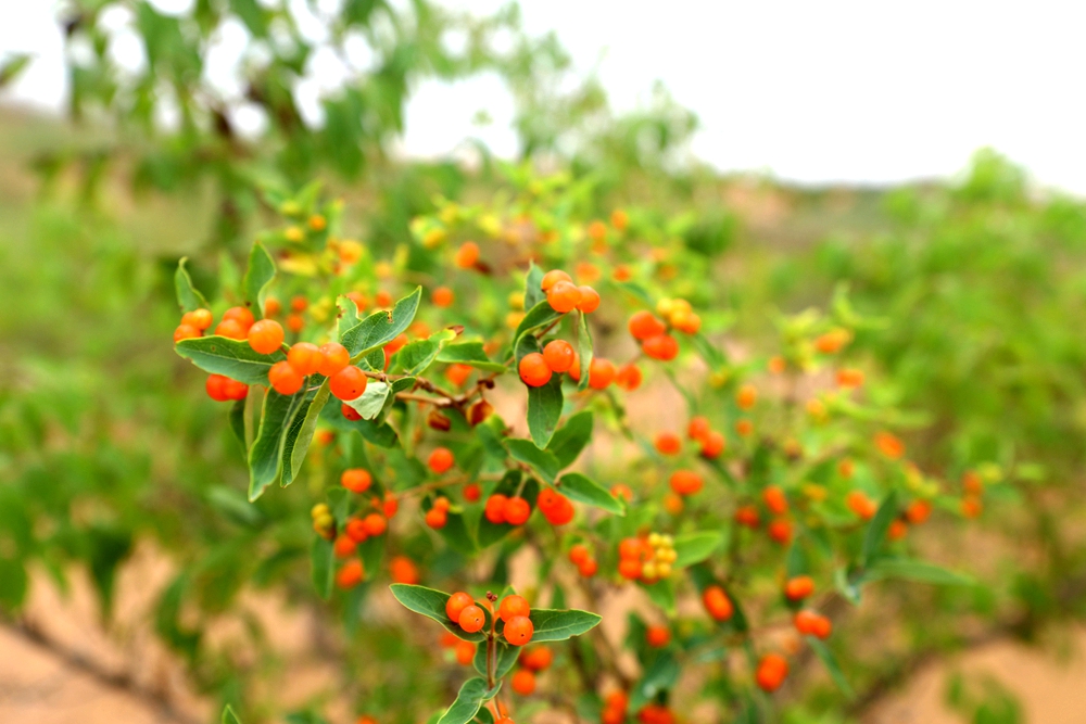 忍冬属（Lonicera） (1).jpg