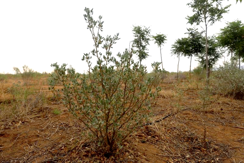 沙冬青（Ammopiptanthus mongolicus）.jpg