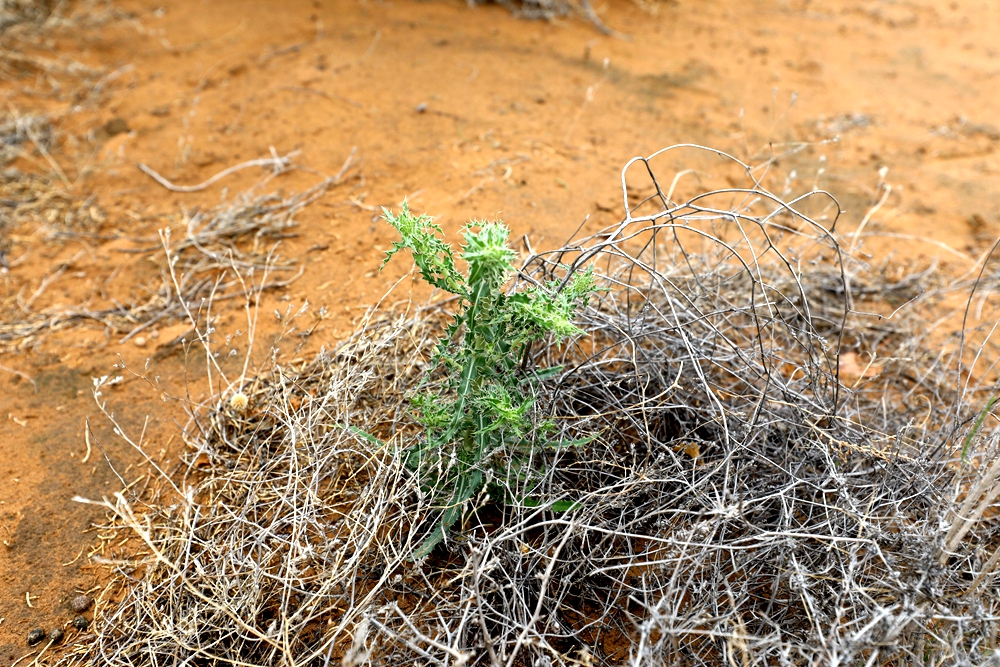 砂蓝刺头（Echinops gmelinii）.jpg