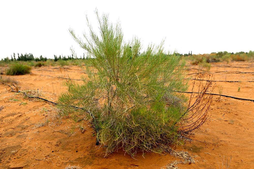 梭梭（Haloxylon ammodendron）.jpg