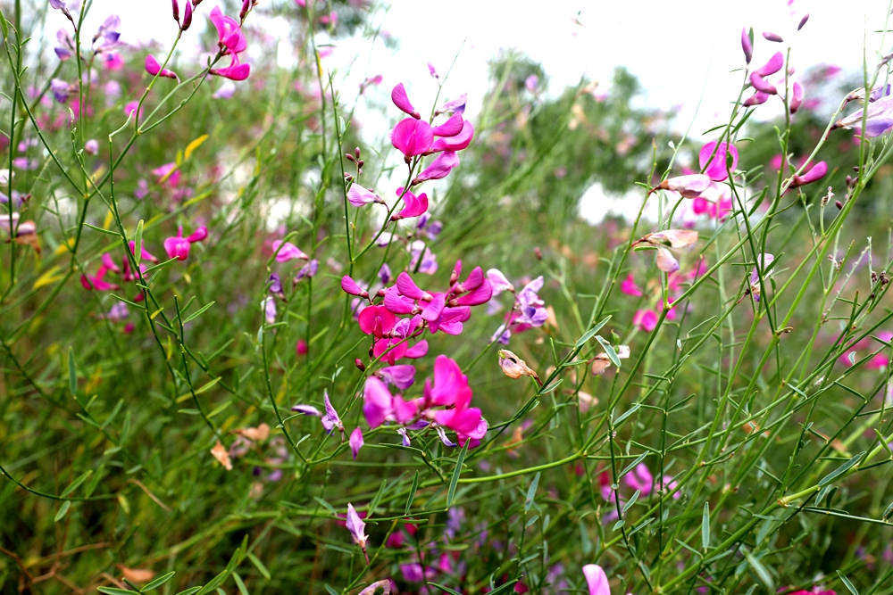 细枝岩黄耆（Hedysarum scoparium） (3).jpg