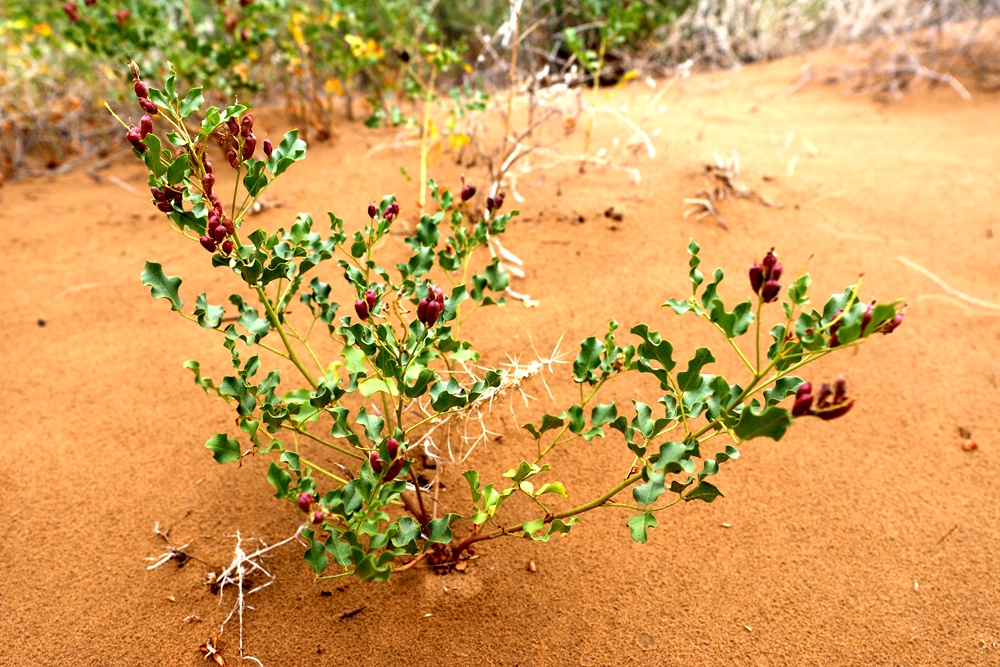 胀果甘草（Glycyrrhiza inflata） (2).jpg