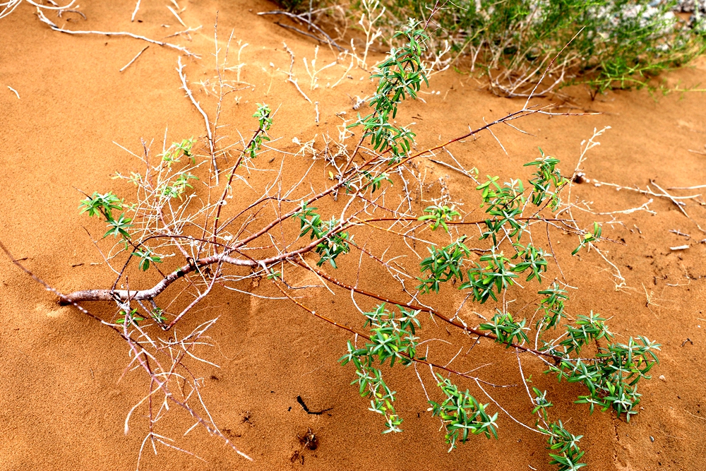中国沙棘（Hippophae rhamnoides subsp. sinensis）.jpg