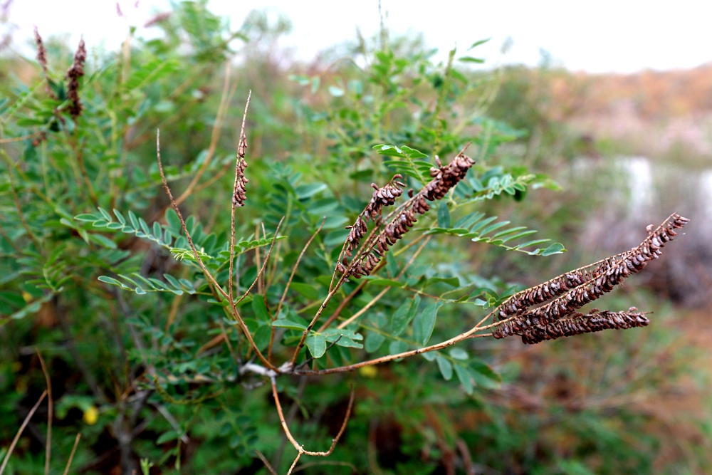 紫穗槐（Amorpha fruticosa） (2).jpg