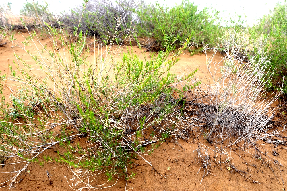 圆头蒿（Artemisia sphaerocephala） (2).jpg